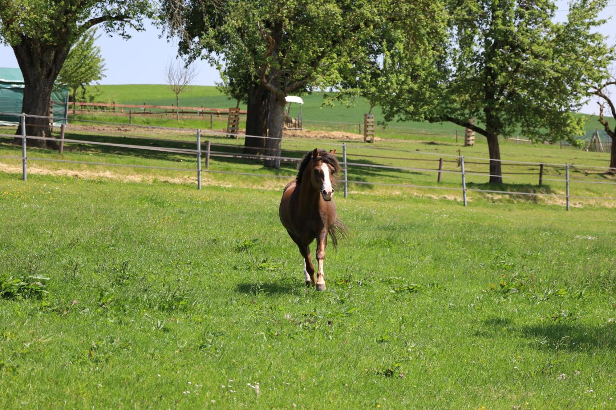 Ferienwohnung Hippenhof Hohenfels  エクステリア 写真